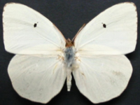 Adult Female Upper of White Migrant - Catopsilia pyranthe crokera